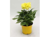 Dália sárga 10,5 cm Dália sárga 10,5 cm