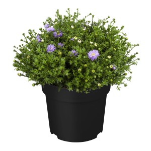 Dark Purple párna őszirózsa cserépben, lila virágok, kb. 12 cm-es cserépátmérő.