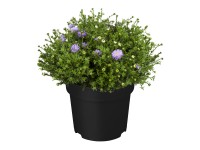 GROW by OBI GROW by OBI