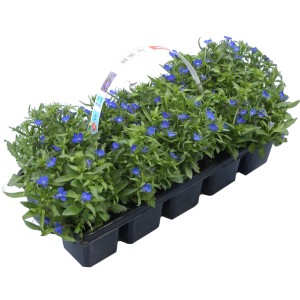 10-es csomag kék lobélia (Lobelia erinus), kb. 10-15 cm magas, tavaszi ültetéshez.