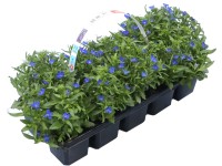 Törpe lobélia kék magasság kb. 10 cm - 15 cm 10 darabos csomag Lobelia erinus Törpe lobélia kék magasság kb. 10 cm - 15 cm 10 darabos csomag Lobelia erinus