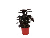 Díszcsalán (Coleus) piros - narancs Díszcsalán (Coleus) piros - narancs