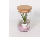 Szakállbromélia kompozíció parafadugós üvegben cserépátmérő: kb. 11 cm