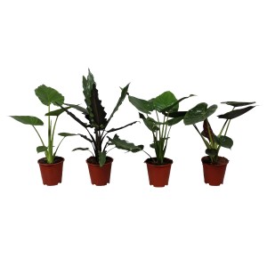 Alokázia fajta mix, kb. 70 cm magas, barna cserépben. Különféle Alocasia szobanövények.