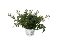 Grow by OBI csüngő jázmin bokor fehér cserépátmérő kb. 14 cm Solanum jasminoides Grow by OBI csüngő jázmin bokor fehér cserépátmérő kb. 14 cm Solanum jasminoides