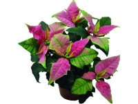 Mikulásvirág több színben