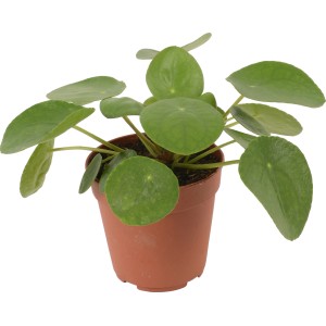 Pilea peperomioides (kínai pénzfa) cserépben, kb. 12 cm átmérőjű. Szobanövény kerek, zöld levelekkel.