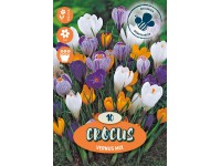 Nagyvirágú krókusz 