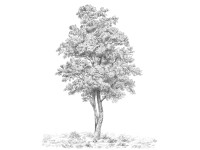 Komar nemszőtt fotótapéta Arbre 200 cm x 250 cm