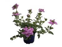 Verbena kék 10,5 cm Verbena kék 10,5 cm