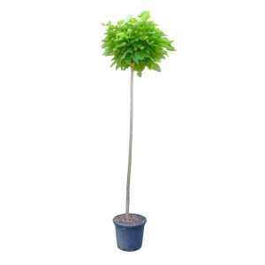 Szivarfa 'Nana' törzses fa cserépben, kb. 220 cm magas.