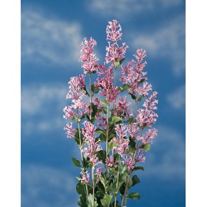 Virágzó törpe orgona Palibin a GROW by OBI-tól, lila virágokkal, kék ég előtt.