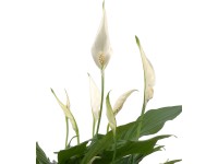 GROW by OBI Vitorlavirág GROW by OBI Vitorlavirág