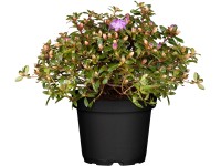 OBI törpe alpesi rózsa kékeslila mag. kb. 5-10 cm cserép kb. 2 l Rhododendron OBI törpe alpesi rózsa kékeslila mag. kb. 5-10 cm cserép kb. 2 l Rhododendron
