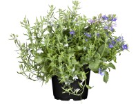 OBI törpe lobélia cserépátmérő: kb. 13 cm Lobelia erinus