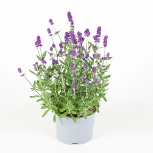 Virágzó orvosi levendula (Lavandula Angustifolia) cserépben, kb. 30 cm magas.