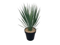 GROW by OBI csőröstokú pálmaliliom cserépátmérő kb. 24 cm Yucca rostrata