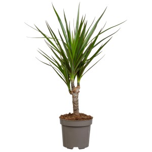 Sárkányfa (Dracaena marginata), kb. 115 cm magas cserépben, karcsú, zöld levelekkel.