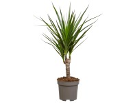 Tarka sárkányfa magassága kb. 115 cm cserépátmérő 24 cm Dracaena marginata Tarka sárkányfa magassága kb. 115 cm cserépátmérő 24 cm Dracaena marginata