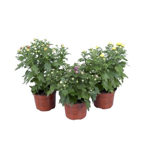 Három cserepes krizantém (Chrysanthemum indicum), kb. 25 cm magas, különböző színekben.