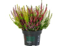 Bimbóvirágú hanga Bimbóvirágú hanga