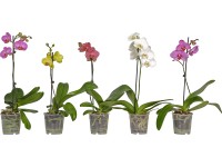 Lepkeorchidea 1 szálas cserépátmérő: kb. 12 cm Phalaenopsis