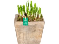 Tavaszi kompozíció 