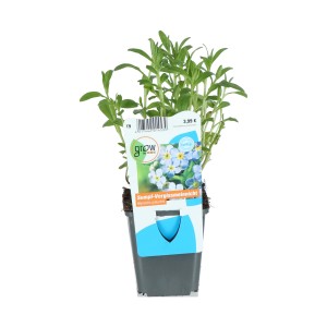 Mocsári nefelejcs (Myosotis palustris) kék cserépátmérő: kb. 9 cm