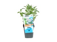 OBI mocsári nefelejcs kék cserépátmérő: kb. 9 cm Myosotis palustris