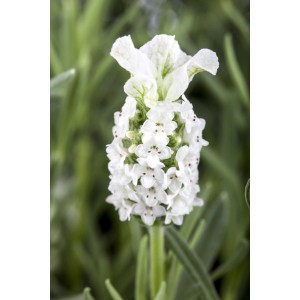 Közeli kép: Fehér üstökös levendula (Lavandula stoechas Anouk) cserépben, kb. 15 cm Ø.