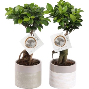 Ficus Ginseng szobai bonsai kerámia cserépben, kb. 14 cm-es cserépátmérővel.