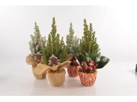 Téli kompozíció cukorsüvegfenyővel cserépátmérő: kb. 13 cm