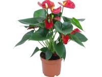 Flamingóvirág piros cserépátmérő: kb. 17 cm Flamingóvirág piros cserépátmérő: kb. 17 cm