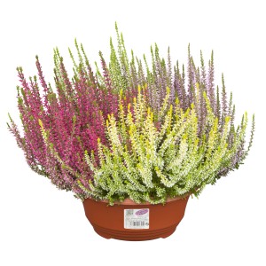 Hangafű 'Quattro' cserépben (Ø 23cm) négy különböző színnel.
