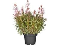 OBI évelő díszgyertya cserépátmérő: kb. 19 cm Gaura OBI évelő díszgyertya cserépátmérő: kb. 19 cm Gaura