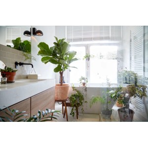 Lírafikusz (Ficus lyrata) a fürdőszobában, kb. 65-75 cm magas cserépben. Dekoratív szobanövény.