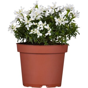 Fehér kerti örökzöldfű cserépben, Iberis sempervirens, sziklakertekbe.