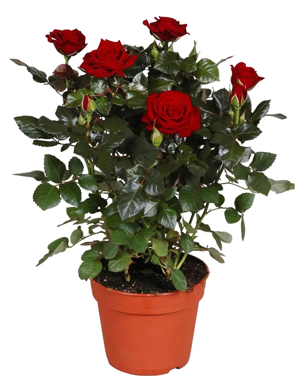 GROW by OBI Rózsa piros cserépátmérő: kb. 13 cm Rosa