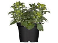 Japán aranykrizantém sárga mag. kb. 10-15 cm cserép kb. 13 cm Ajania pacifica Japán aranykrizantém sárga mag. kb. 10-15 cm cserép kb. 13 cm Ajania pacifica