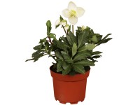 Fekete hunyor fehér cserépátmérő: kb. 13 cm Helleborus
