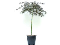 GROW by OBI Inaba Shidare ujjas juhar magasság kb. 80-100 cm cserép kb. 20 l GROW by OBI Inaba Shidare ujjas juhar magasság kb. 80-100 cm cserép kb. 20 l