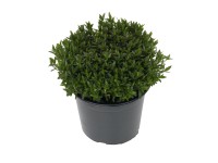 Hegyi homokhúr fehér cserépátmérő kb. 11 cm Arenaria montana