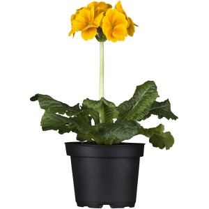 Sárga 'Stieletto' magas kankalin cserépben, kb. 13 cm Ø. Tavaszi virág ágyásokba és cserepekbe.
