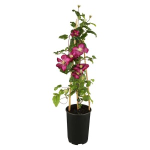 Virágzó Clematis (t.b.t.) cserépben, támasztékkal.