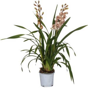 Cymbidium orchidea világos rózsaszín virágokkal cserépben, kb. 50-75 cm magas.