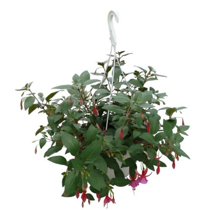 Fukszia ampolna 22 cm