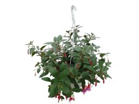 Fukszia ampolna 22 cm