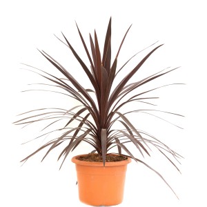 Cordyline 'atropurpurea' cserépben, kb. 40-50 cm magas. Örökzöld dézsás növény barna-vörös levelekkel.