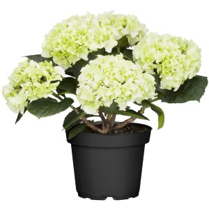 Fehér kerti hortenzia (Hydrangea) cserépben, kb. 40-50 cm magas.
