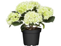 Kerti hortenzia fehér magassága kb. 40 - 50 cm cserepe: kb. 5 l Hydrangea
